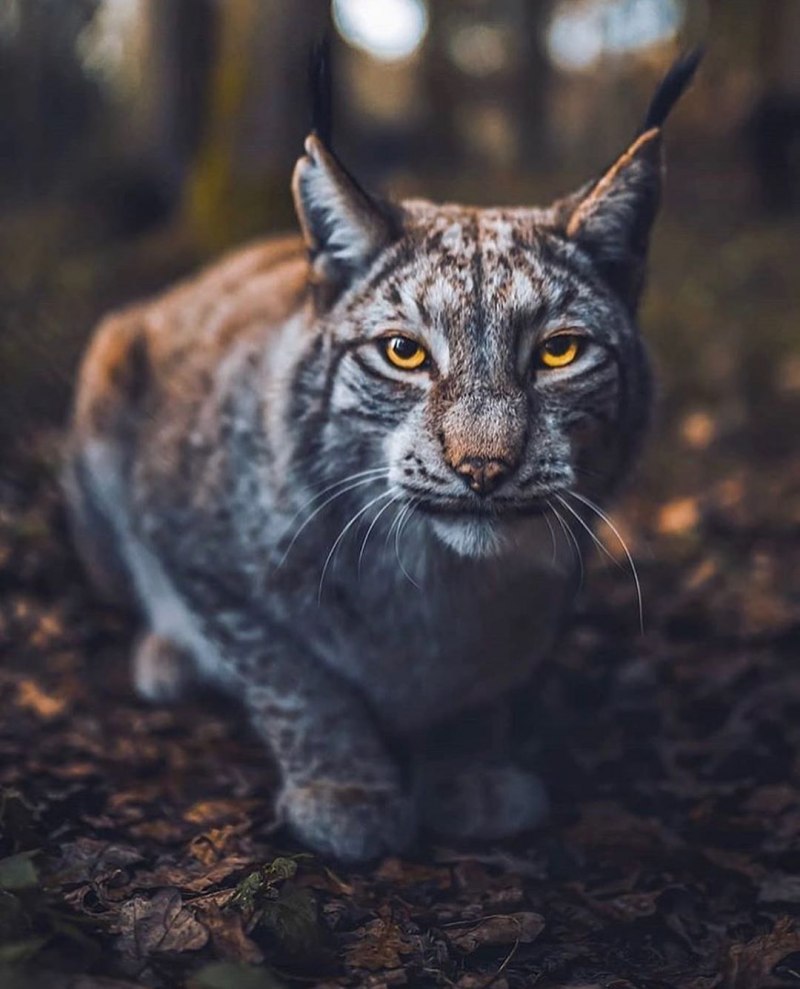 Рысь шаман