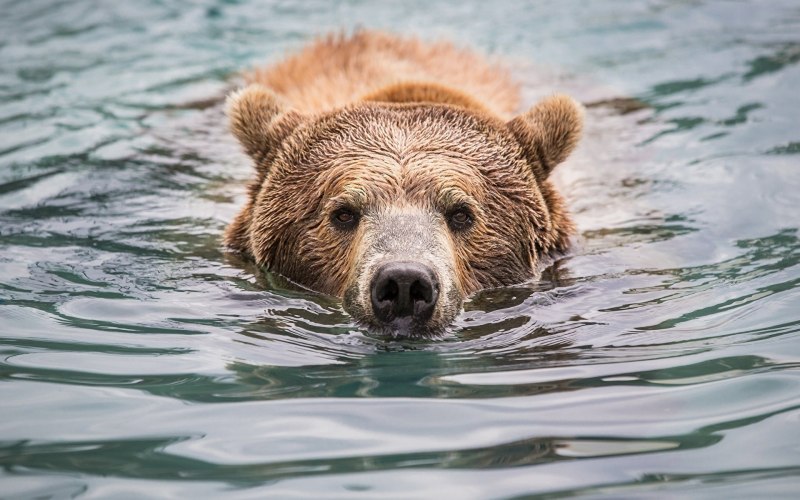 Водный медведь фото