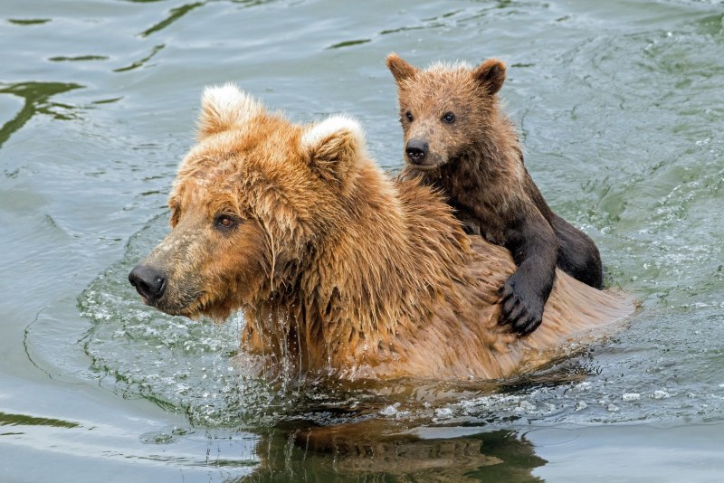 Белый медведь плавает