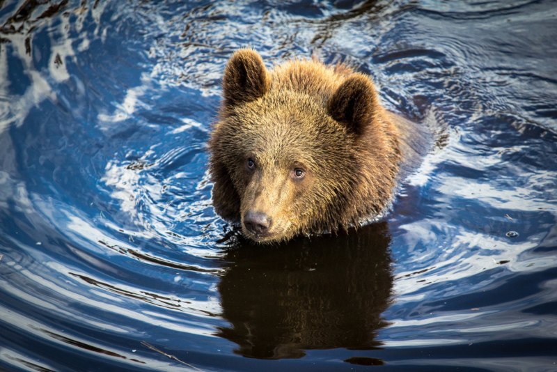 Водяной медведь фото