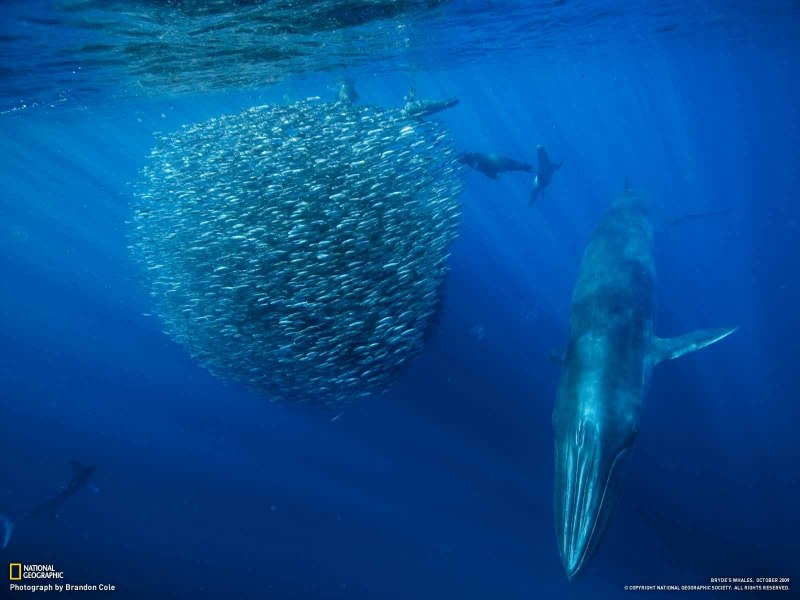 Balaenoptera brydei