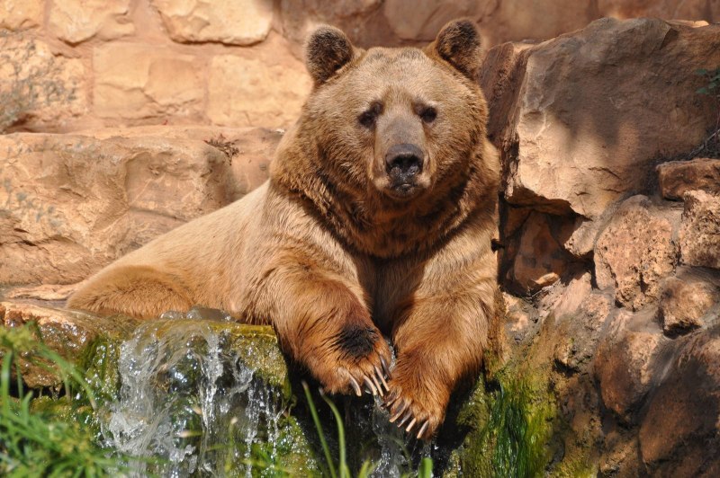 Бурый медведь (Ursus arctos) Камчатка