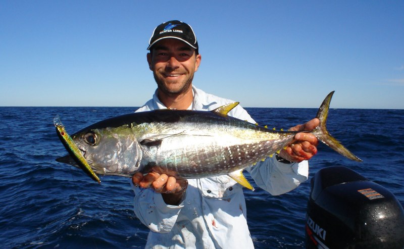 Желтопёрый тунец Thunnus Albacares
