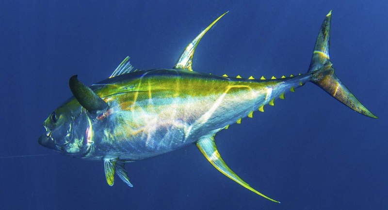 Желтопёрый тунец Thunnus Albacares