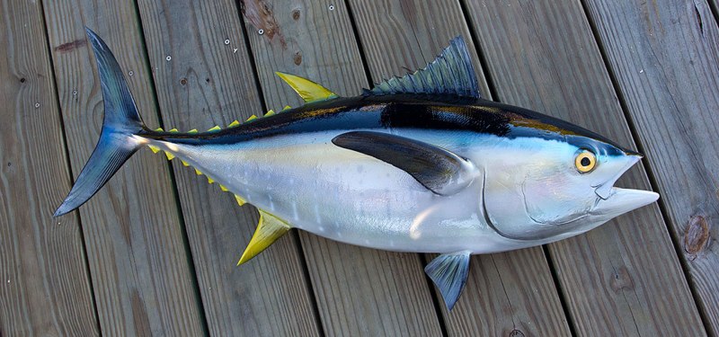 Тунец Yellowfin