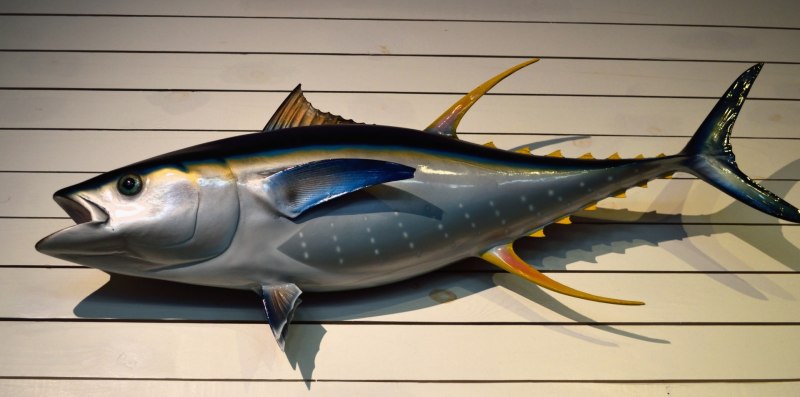 Yellowfin Tuna