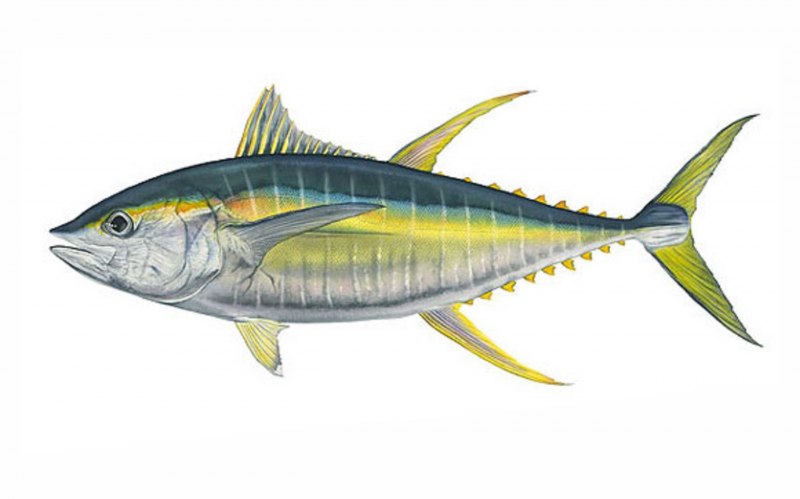 Желтопёрый тунец Thunnus Albacares