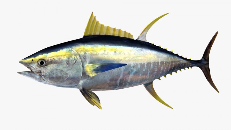 Желтопёрый тунец Thunnus Albacares