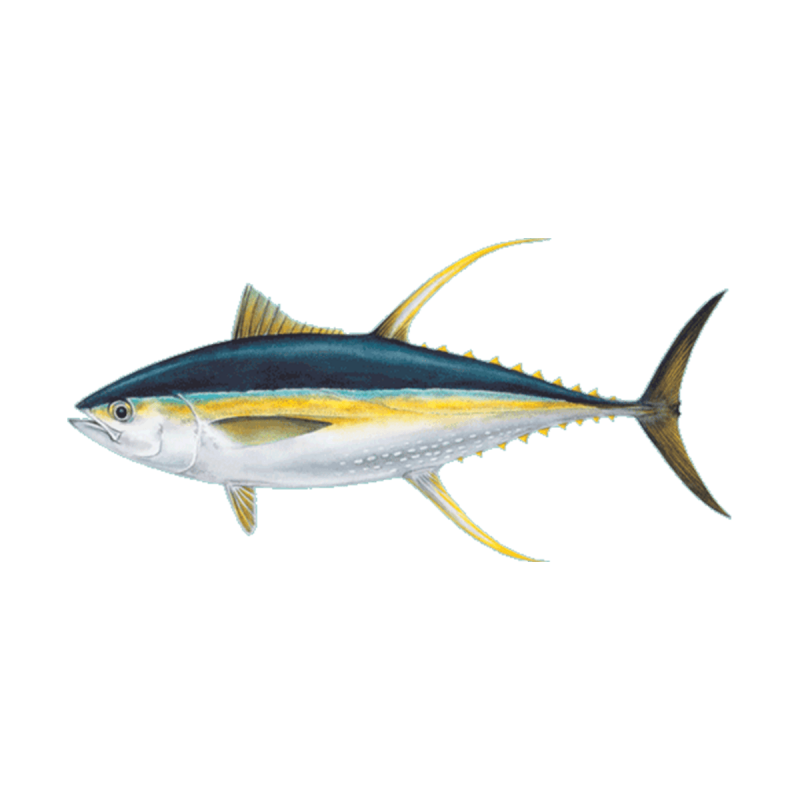 Тунец Yellowfin
