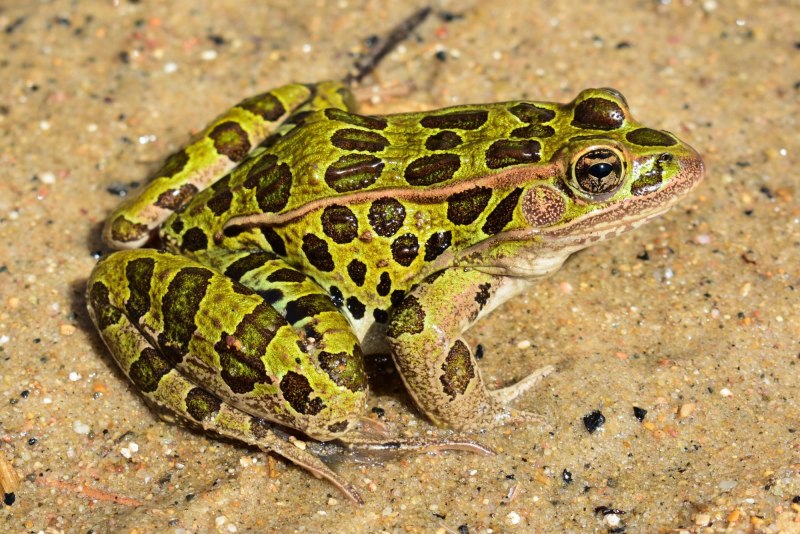 Лягушки Rana pipiens