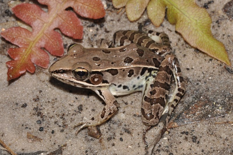 Лягушки Rana pipiens