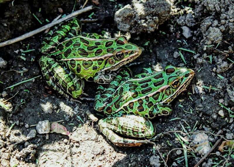 Леопардовой лягушки Rana pipiens