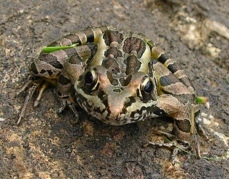 Лягушки Rana pipiens