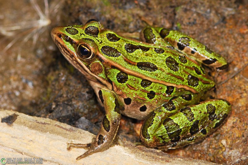 Лягушки Rana pipiens
