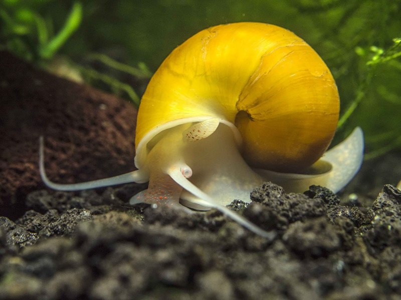 Ампулярия пурпурная Pomacea bridgesii Purple