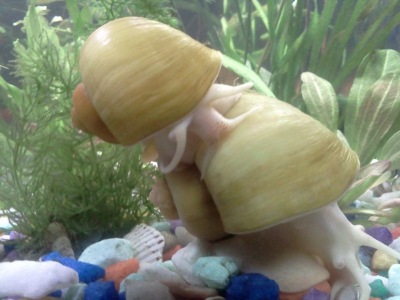Улитка ампулярия