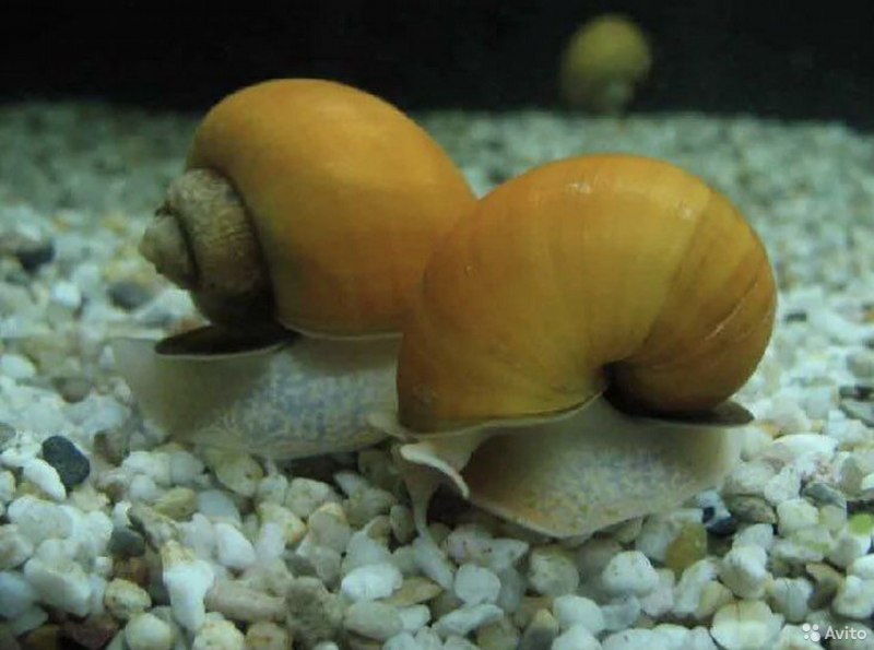 Ампулярия (Pomacea bridgesii) XL