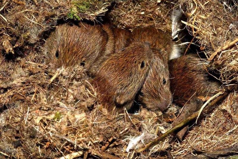 Коричневый грызун крупный