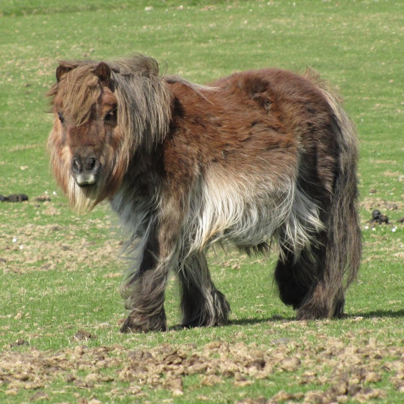 Голландский пони (65 фото)