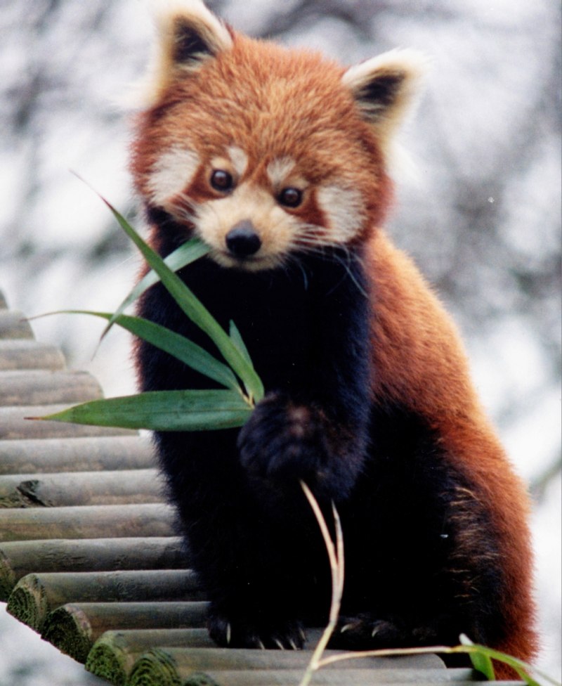 Малая Панда (Ailurus Fulgens