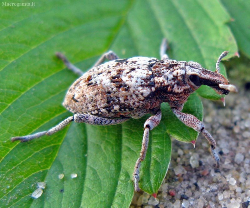 Mononychus olecranus