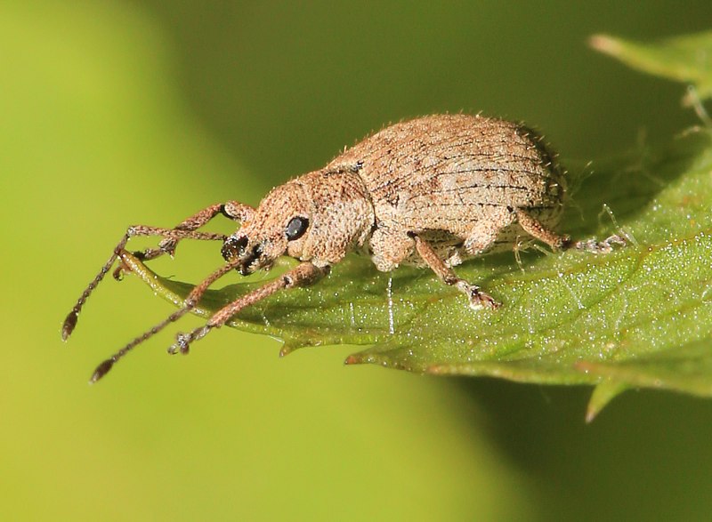 Хлопкового долгоносика (Anthonomus Grandis).