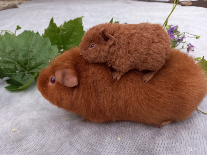 Морская Свинка рекс