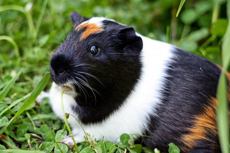 Silkie Guinea Pig