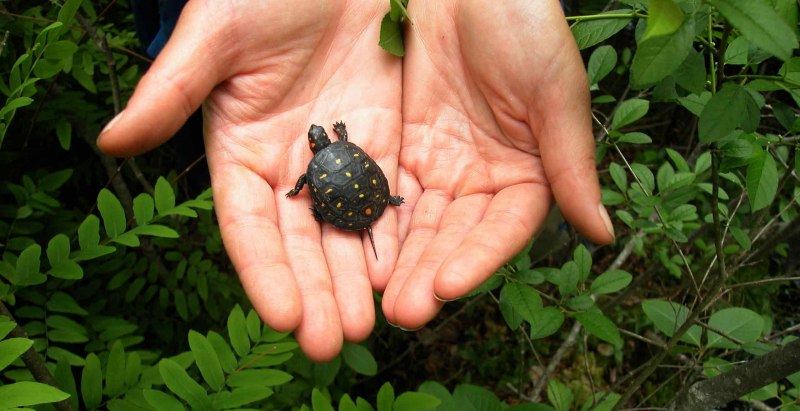 Carapace фото
