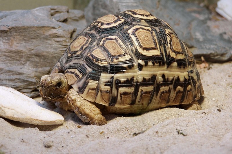 Капская черепаха (69 фото)
