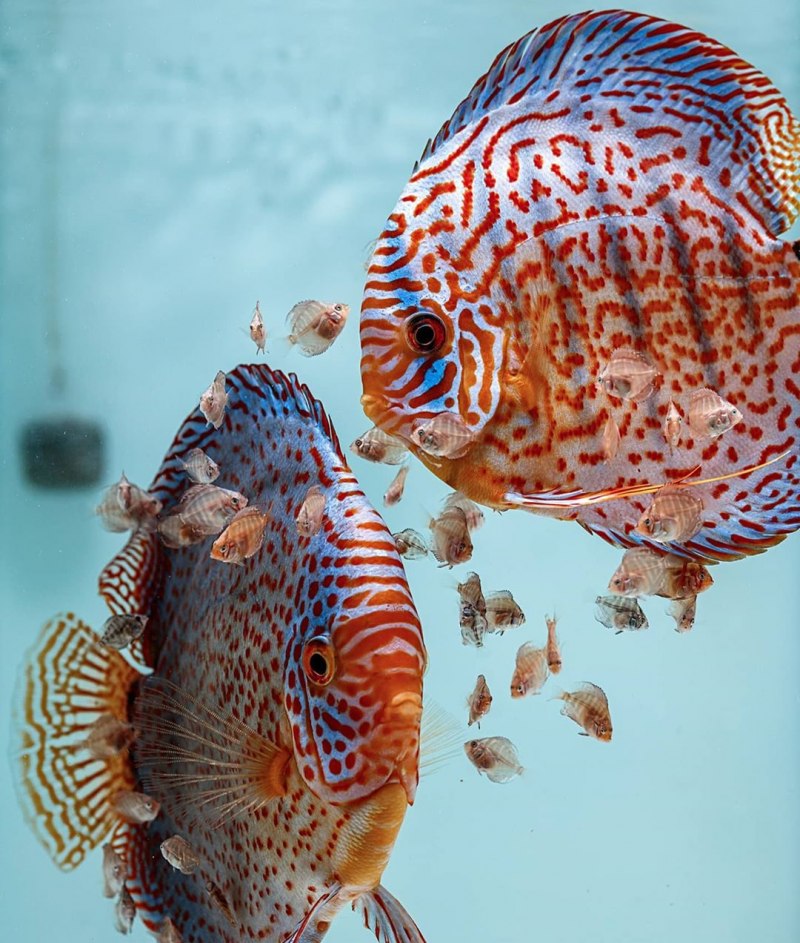 Дискус Хеккеля (Symphysodon Discus)