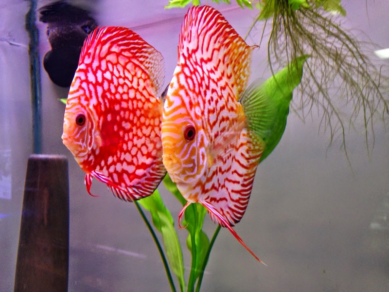 Discus рыба аквариумная