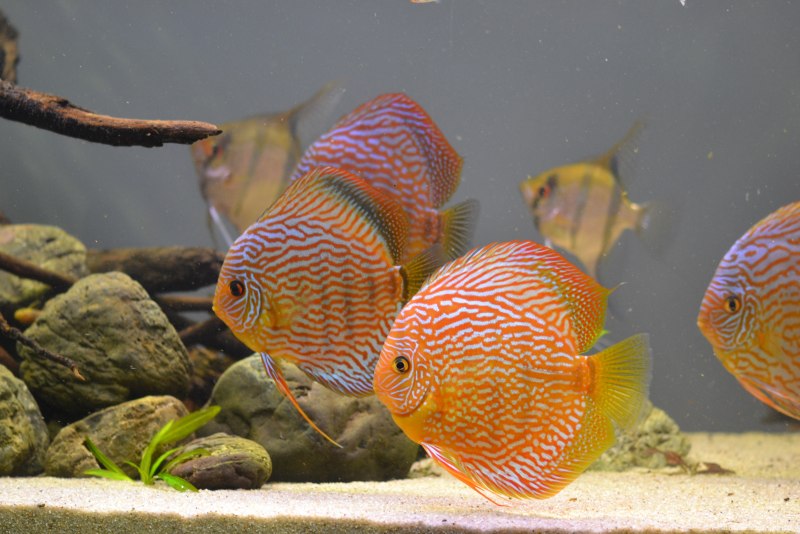 Symphysodon aequifasciatus