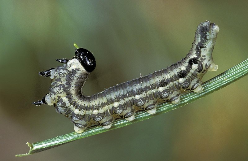 Гусеница бабочки Carthaea saturnioides