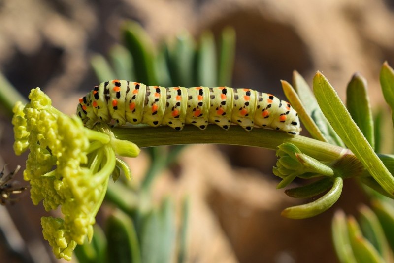 Гусеница uropyia meticulodina