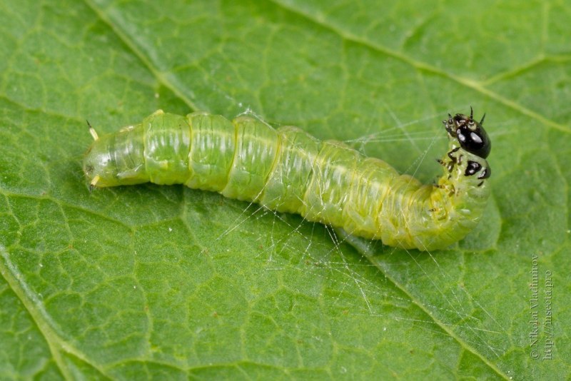 Куколка бабочки Cerura vinula