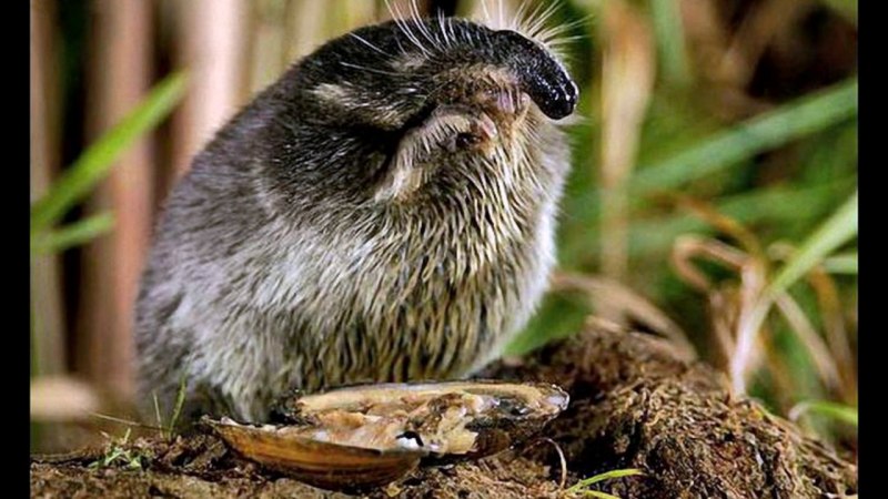 Русская выхухоль Desmana moschata Linnaeus, 1758