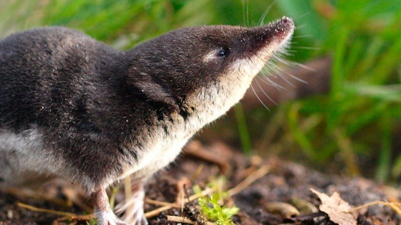 Русская выхухоль Desmana moschata