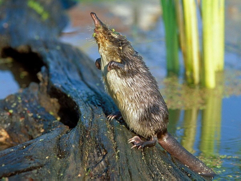 Выхухоль (Desmana moschata)