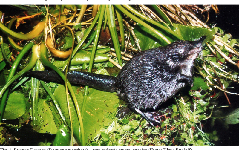 GALEMYS pyrenaicus