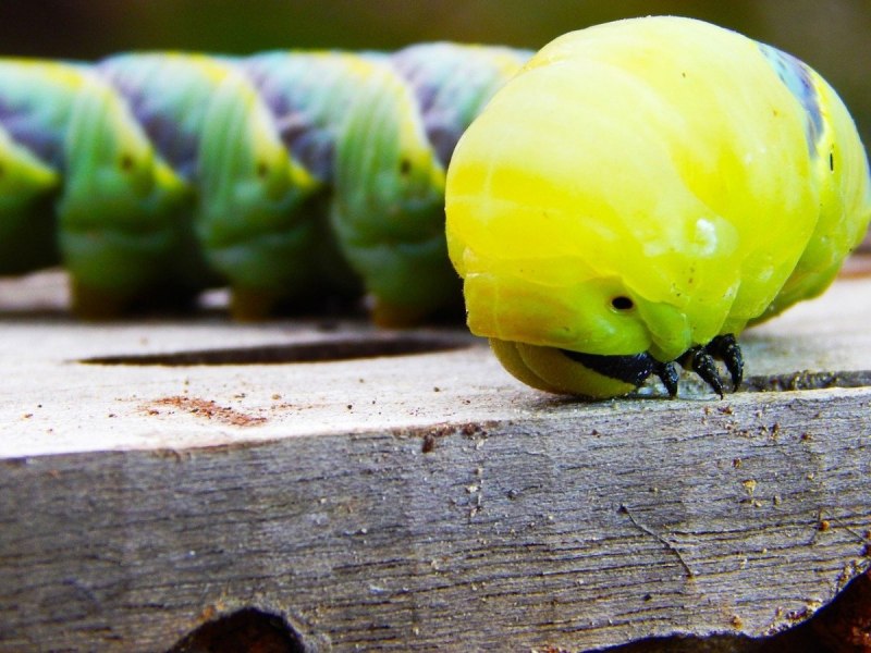 Личинки моли семейства Dalceridae