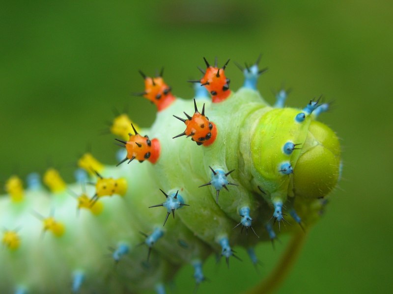 Гусеница моли Saddle Caterpillar