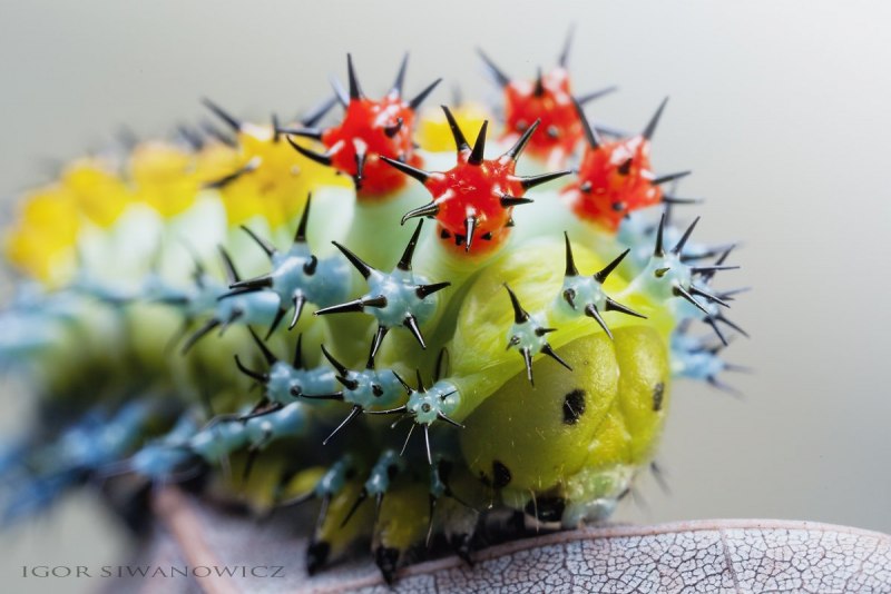 Papilio Troilus гусеница