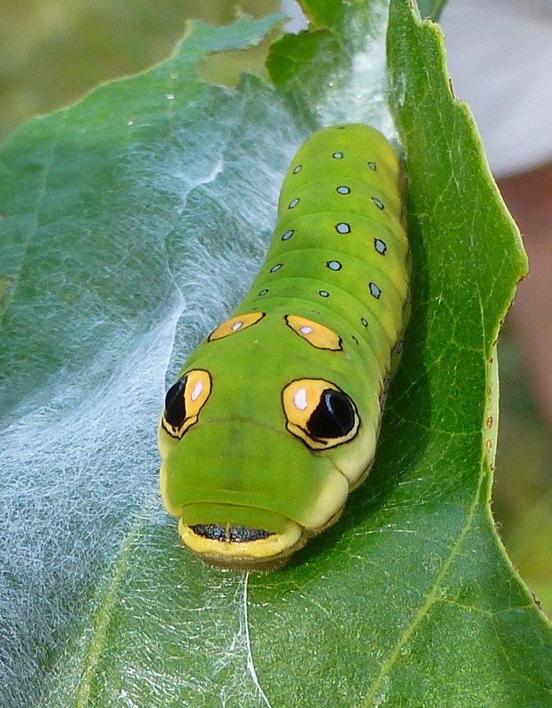 Гусеница бабочки Carthaea saturnioides