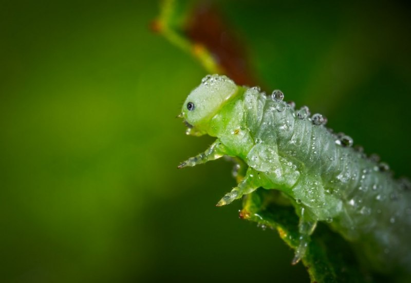 Blue Caterpillar гусеница