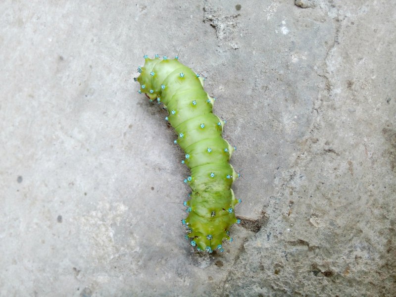 Гусеница Cerura vinula
