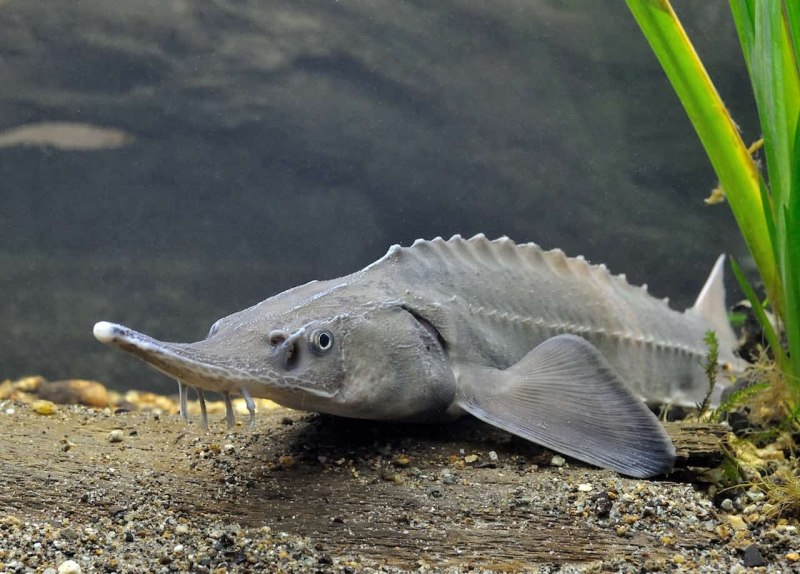 Extinct giant Fish