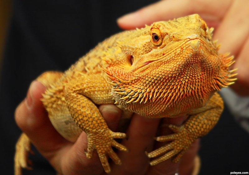 Mwanza Flat-headed Rock Agama