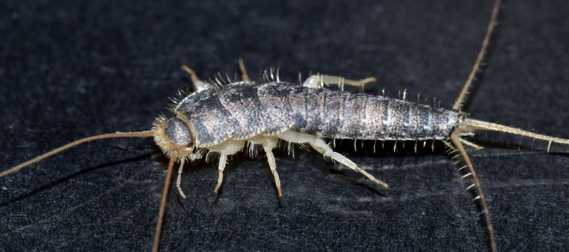 Lepisma saccharina