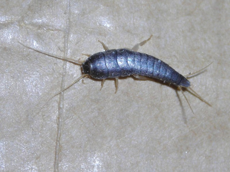 Сахарная чешуйница (lepisma saccharina)